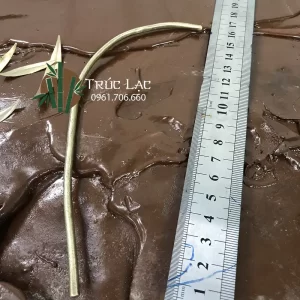 Kích thước thân cành Dương liễu